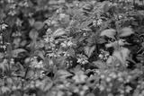 preview bw