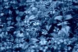 preview cold