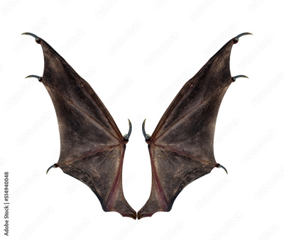 image to crop