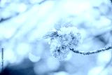 preview cold