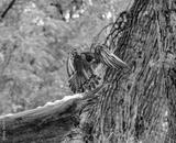 preview bw