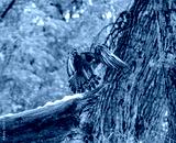 preview cold