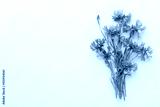 preview cold
