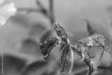 preview bw