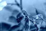 preview cold