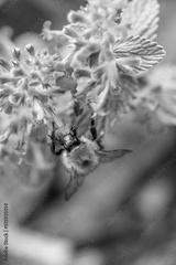 preview bw