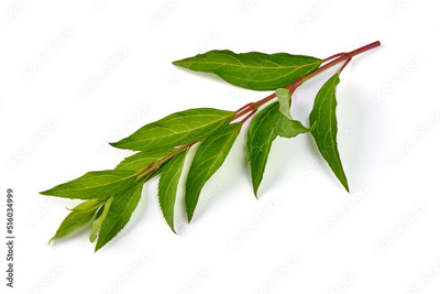 image to crop