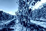 preview cold