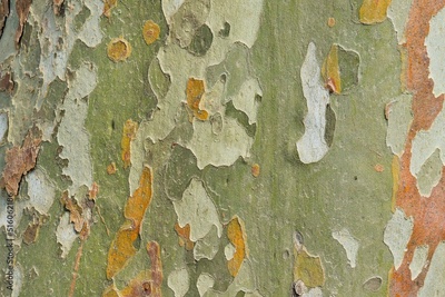 image to crop