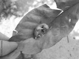 preview bw