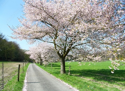 image to crop