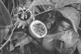 preview bw