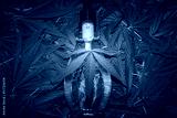 preview cold