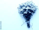 preview cold
