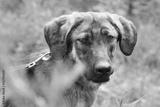 preview bw
