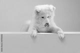 preview bw