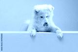 preview cold