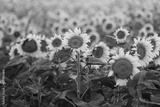 preview bw