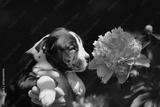 preview bw