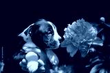 preview cold