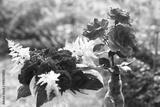 preview bw