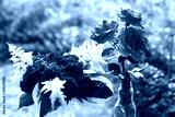 preview cold