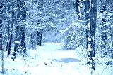 preview cold