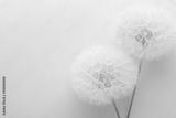preview bw