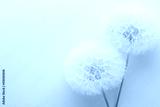 preview cold