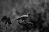 preview bw