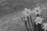 preview bw