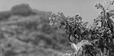 preview bw