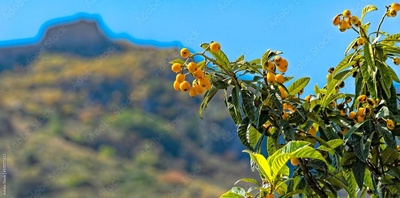 image to crop