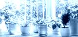 preview cold