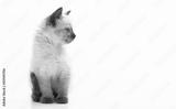 preview bw