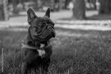 preview bw