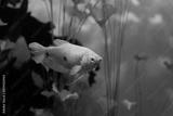 preview bw