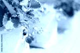preview cold