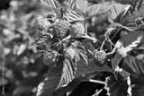 preview bw