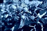 preview cold