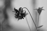 preview bw