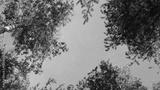 preview bw
