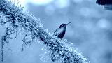preview cold