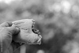 preview bw