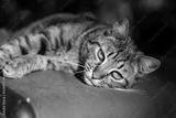 preview bw