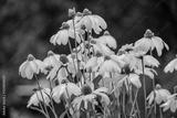 preview bw