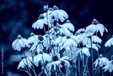 preview cold