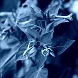 preview cold