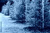 preview cold
