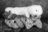 preview bw
